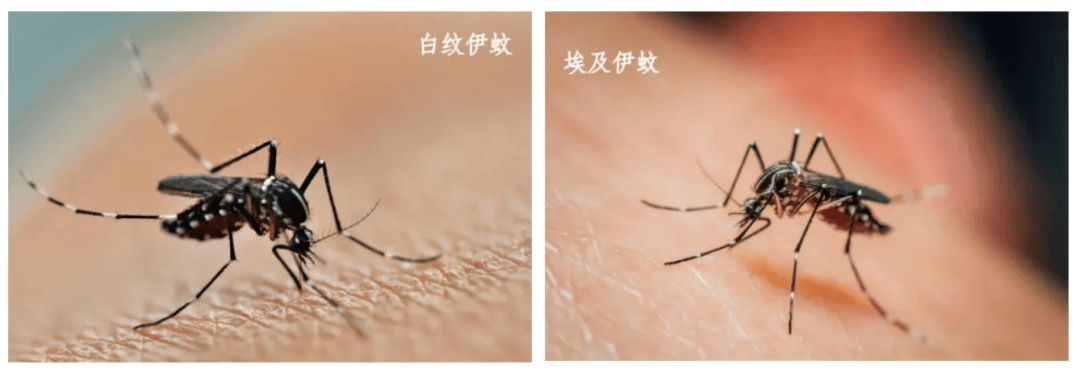 带毒的蚊子引发这“热带病”，南方网友加班加点看科普