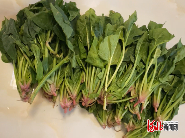 点赞河北丨一把菠菜温暖一座城,唐山一女子折返补菜钱还帮老人调秤,获央视点赞(图3)