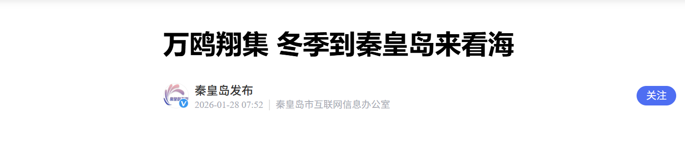 寒冬时节 秦皇岛的海岸万鸥翔集