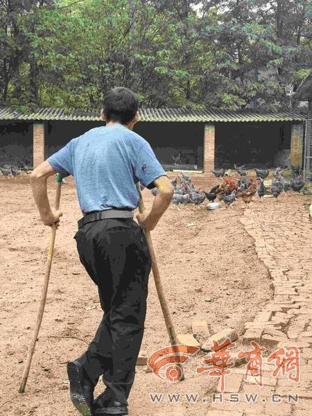 新闻追踪|残疾创业者面临芦花鸡滞销困境 华商报报道后 市民、爱心企业接力伸援手
