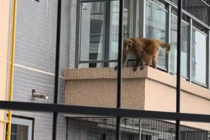 猴子闯进小区“飞檐走壁”6天未被捕获 物业回应：猴子暂未伤人