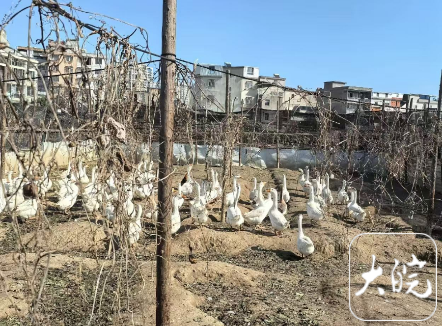 八旬老人养鹅扰民遭投诉,宿松城管上网热心助卖