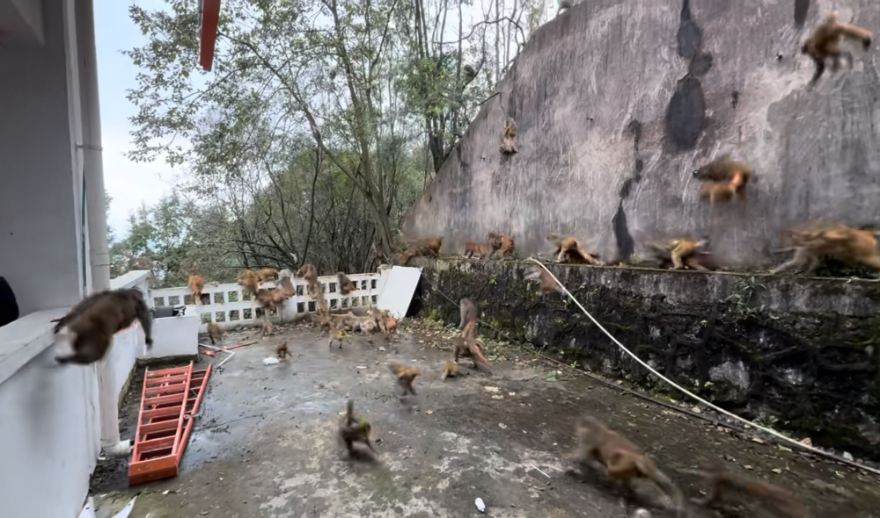 贵阳黔灵山公园近百只猕猴打群架？公园管理处回应：有时会打架，也有可能是转移山头