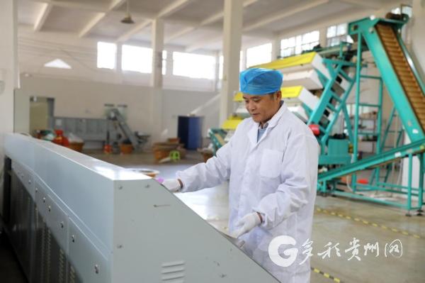 凤冈毛洪毅:把“山味”炒进茶叶 把日子炒出甜香