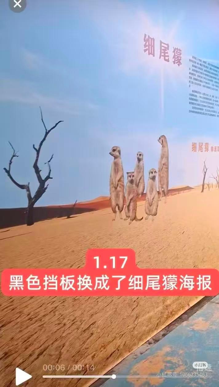 广东湛江一动物园“秃头企鹅”引关注，园方称已送医治疗，相关部门回应