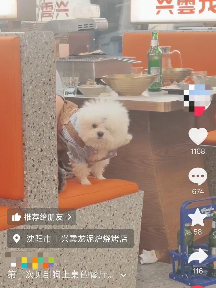 沈阳一烤肉店有顾客带狗上桌？店方回应：未触碰餐具