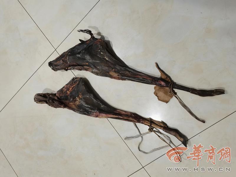 蛇皮袋内藏玄机 西乡站派出所查获非法携带国家保护野生动物制品