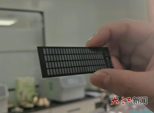 江西造出水稻、油菜生物育种“中国芯”-南昌新闻中心